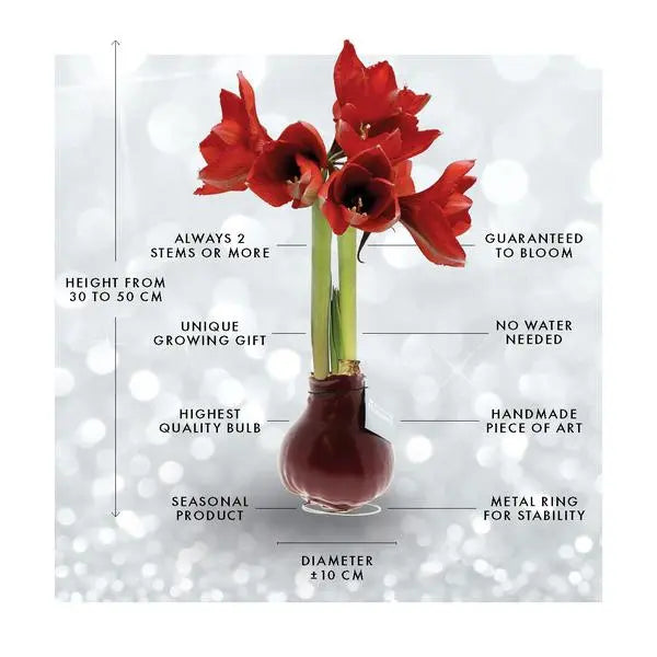 No Water Flowers® (wax amaryllis) | Fashionz Animal - Zebra + Red flower  BotanicBridge