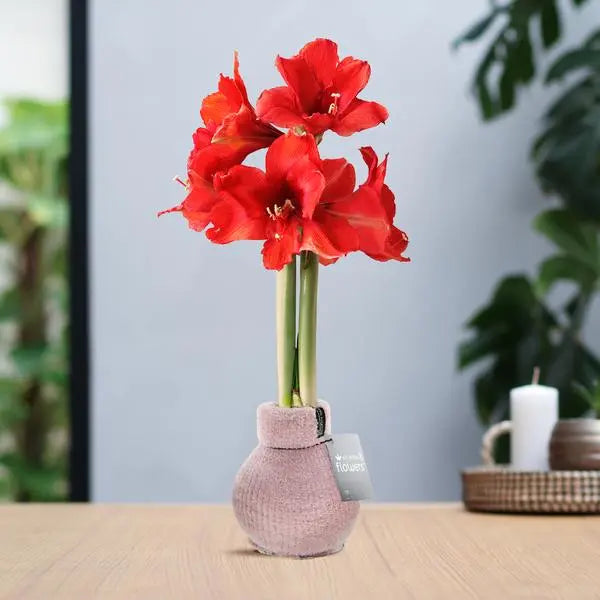 No Water Flowers® (wax amaryllis) | Fashionz Cozy Fluffy - Pink + Red flower  BotanicBridge