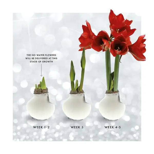 No Water Flowers® (wax amaryllis) | Fashionz Cozy Fluffy - Pink + Red flower  BotanicBridge