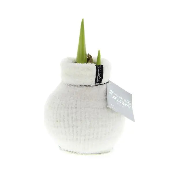 No Water Flowers® (wax amaryllis) | Fashionz Cozy Fluffy - White + Red flower  BotanicBridge