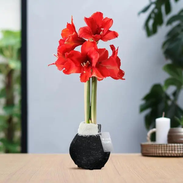 No Water Flowers® (wax amaryllis) | Fashionz Cozy Wooly - Black + Red flower  BotanicBridge