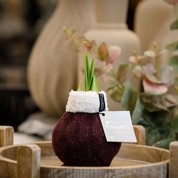 No Water Flowers® (wax amaryllis) | Fashionz Cozy Wooly - Bordeaux + Red flower  BotanicBridge