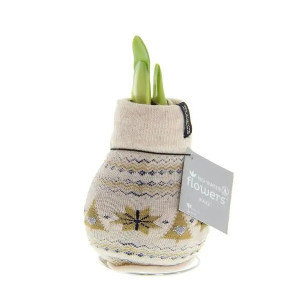 No Water Flowers® (wax amaryllis) | Fashionz Nordic - Beige + Red flower  BotanicBridge