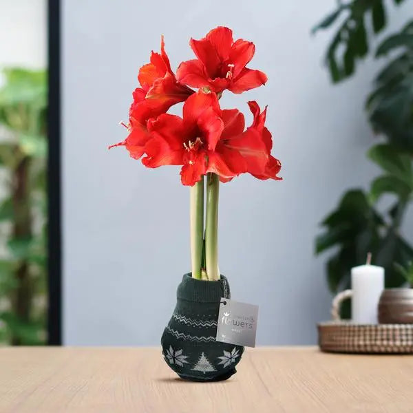 No Water Flowers® (wax amaryllis) | Fashionz Nordic - Green + Red flower  BotanicBridge