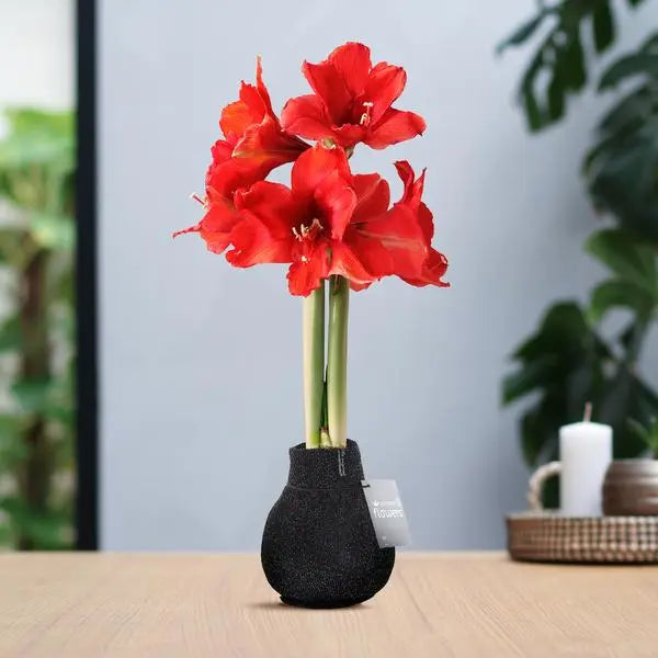 No Water Flowers® (wax amaryllis) | Fashionz Patternz Shine - Black + Red flower  BotanicBridge