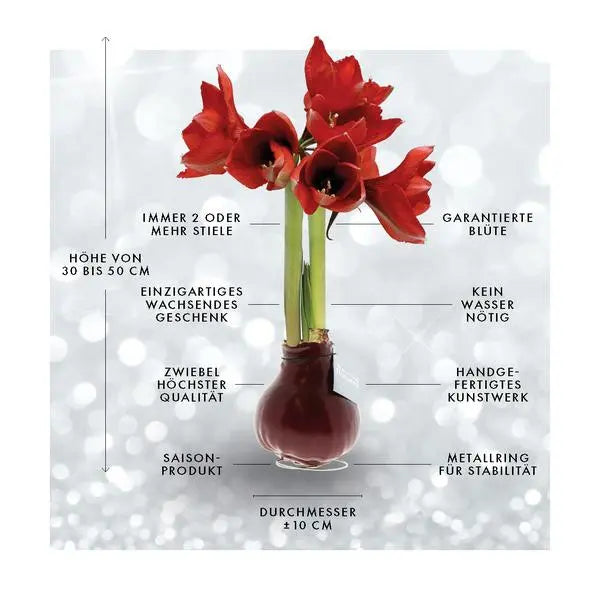 No Water Flowers® (wax amaryllis) | Fashionz Patternz Shine - Bordeaux + Red flower  BotanicBridge