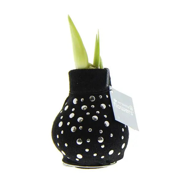 No Water Flowers® (wax amaryllis) | Fashionz Streetlife - Studs + Red flower  BotanicBridge