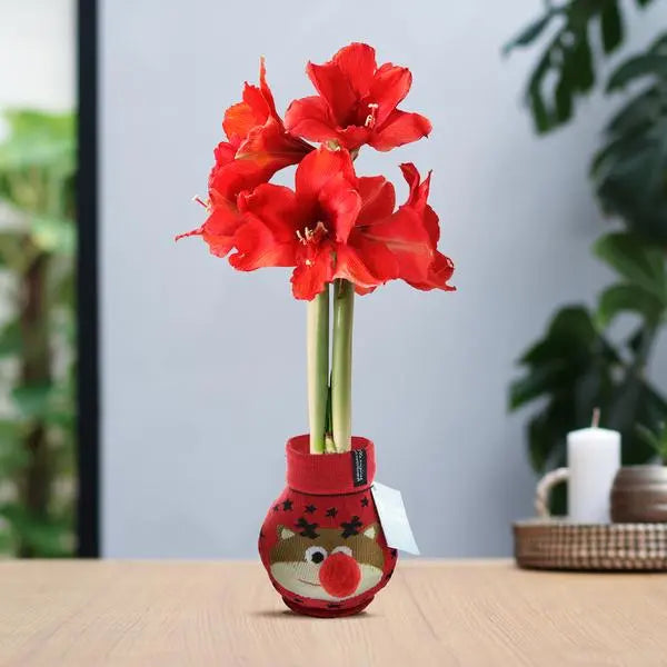 No Water Flowers® (wax amaryllis) | Fashionz Xmas Fun Classic - Reindeer + Red flower  BotanicBridge