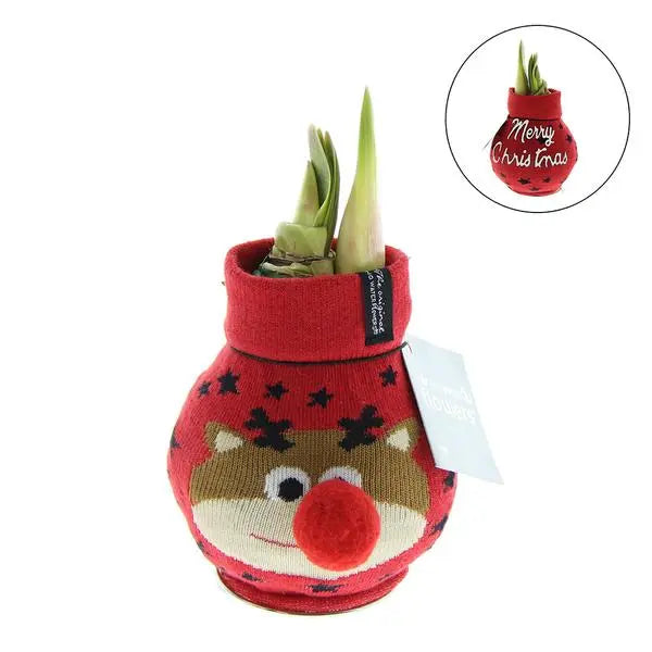 No Water Flowers® (wax amaryllis) | Fashionz Xmas Fun Classic - Reindeer + Red flower  BotanicBridge