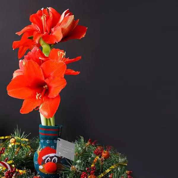 No Water Flowers® (wax amaryllis) | Fashionz Xmas Fun Silly - Rudolp Green + Red flower  BotanicBridge