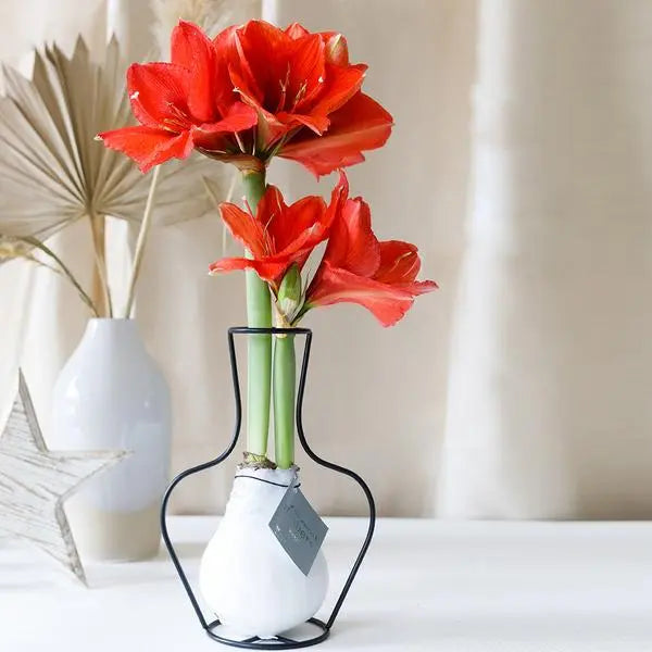 No Water Flowers® (wax amaryllis) | Formz Classic - White + Red flower  BotanicBridge