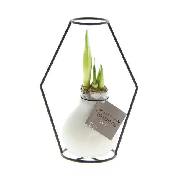 No Water Flowers® (wax amaryllis) | Formz Modern - White + Red flower  BotanicBridge