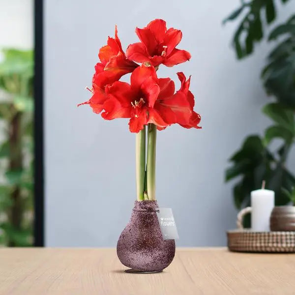 No Water Flowers® (wax amaryllis) | Glitterz® - Rosé + Red flower  BotanicBridge