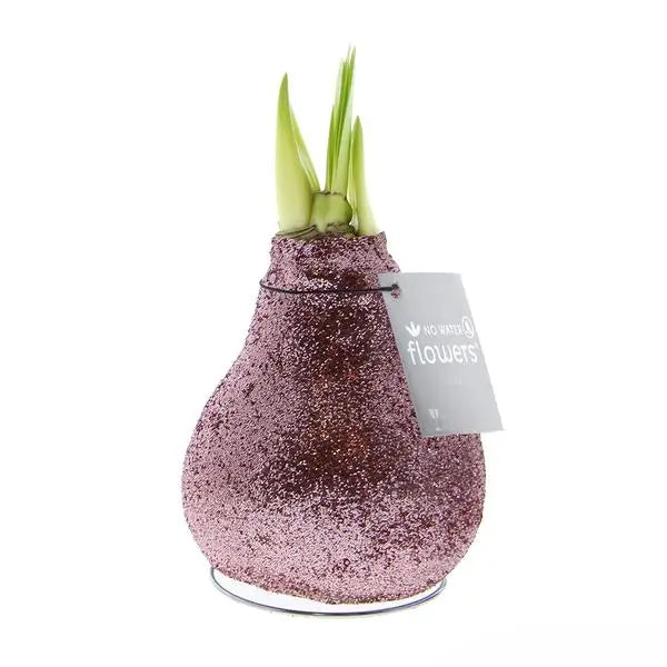 No Water Flowers® (wax amaryllis) | Glitterz® - Rosé + Red flower  BotanicBridge