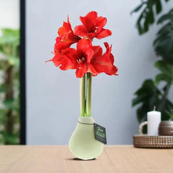 No Water Flowers® (wax amaryllis) | Glowz - Red flower  BotanicBridge