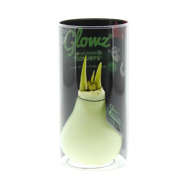 No Water Flowers® (wax amaryllis) | Glowz - Red flower  BotanicBridge