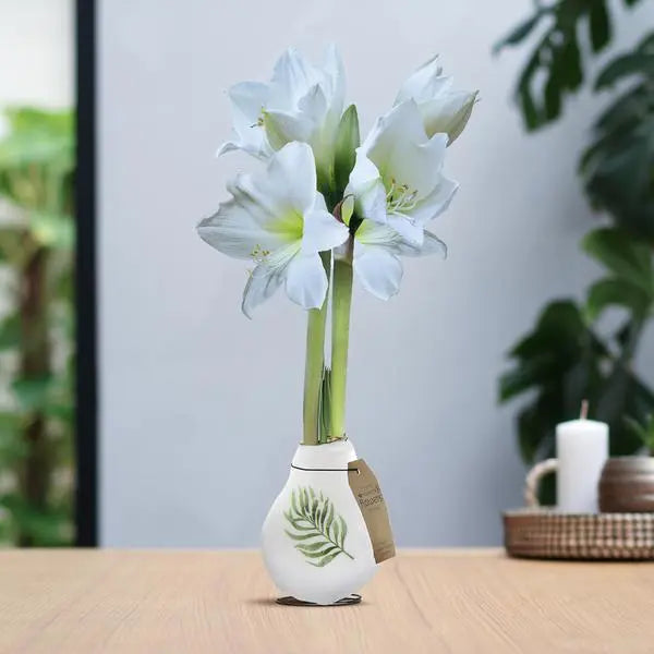 No Water Flowers® (wax amaryllis) | Naturalz Botanical - Palm + White flower  BotanicBridge