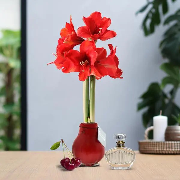 No Water Flowers® (wax amaryllis) | Parfumz - Cherry + Red flower  BotanicBridge