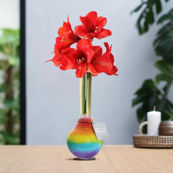 No Water Flowers® (wax amaryllis) | Rainbow - Red flower  BotanicBridge