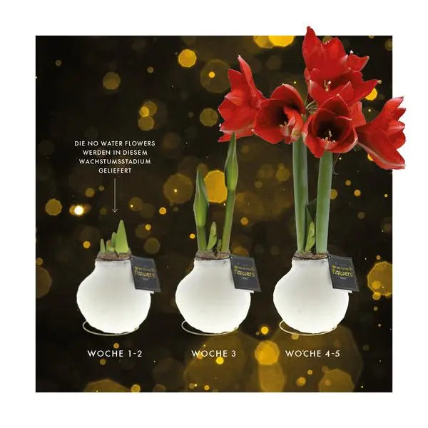 No Water Flowers® (wax amaryllis) | Univerz Jupiter - Black + Red flower  BotanicBridge