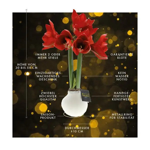 No Water Flowers® (wax amaryllis) | Univerz Jupiter - Black + Red flower  BotanicBridge