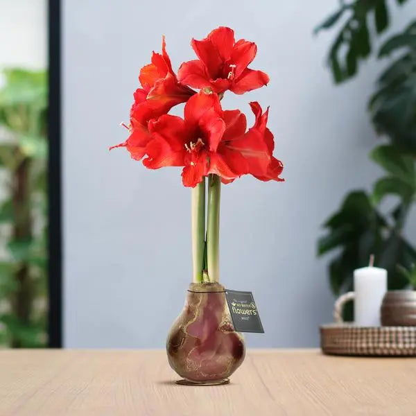 No Water Flowers® (wax amaryllis) | Univerz Jupiter - Bordeaux + Red flower  BotanicBridge