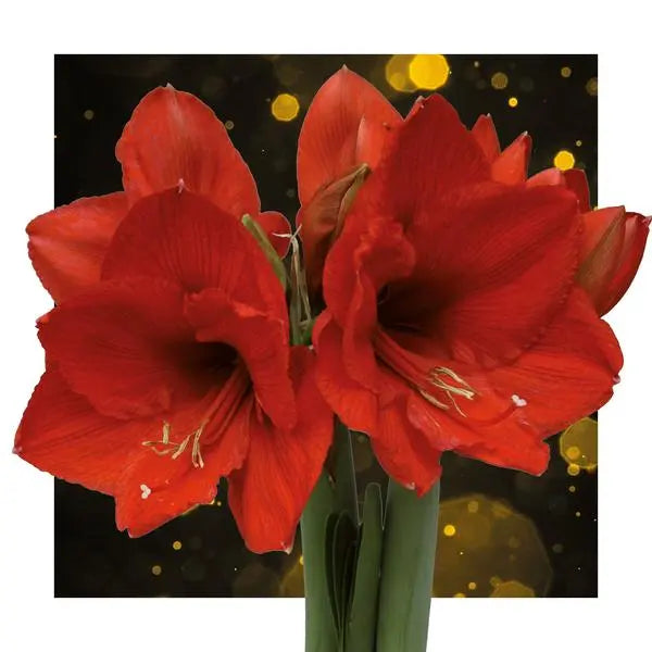 No Water Flowers® (wax amaryllis) | Univerz Jupiter - Bordeaux + Red flower  BotanicBridge