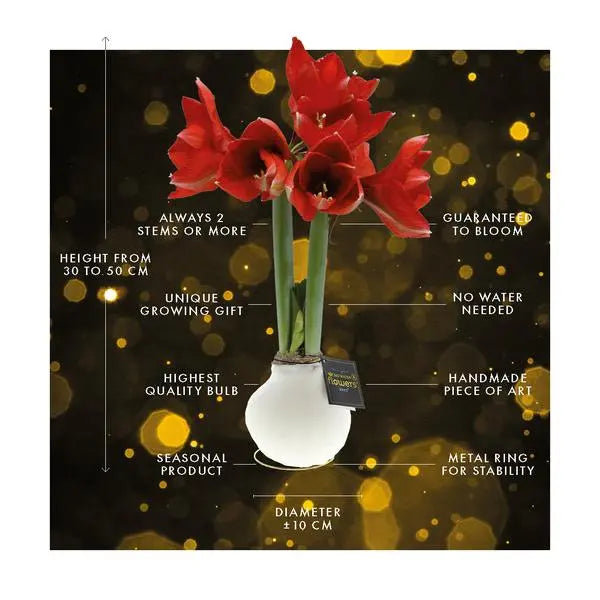 No Water Flowers® (wax amaryllis) | Univerz Jupiter - Bordeaux + Red flower  BotanicBridge