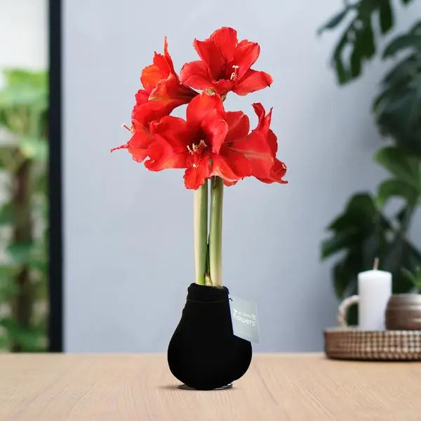 No Water Flowers® (wax amaryllis) | Velvet Touchz® - Black + Red flower  BotanicBridge