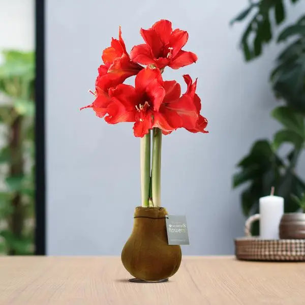 No Water Flowers® (wax amaryllis) | Velvet Touchz® - Copper + Red flower  BotanicBridge