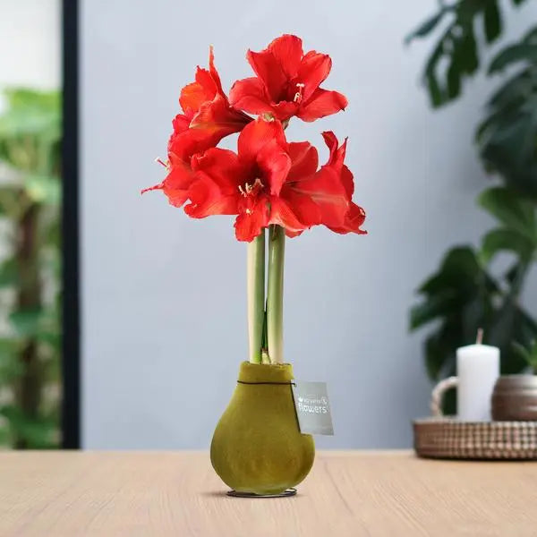 No Water Flowers® (wax amaryllis) | Velvet Touchz® - Gold + Red flower  BotanicBridge