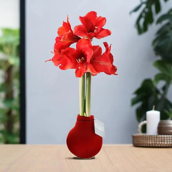 No Water Flowers® (wax amaryllis) | Velvet Touchz® - Red + Red flower  BotanicBridge