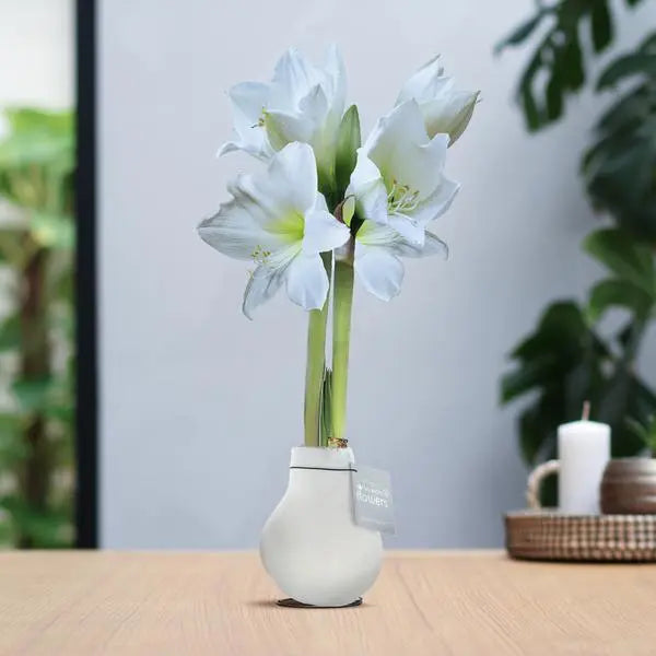 No Water Flowers® (wax amaryllis) | Velvet Touchz® - White + White flower  BotanicBridge