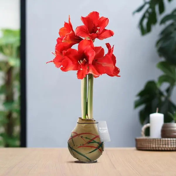 No Water Flowers® (wax amaryllis) | Waxz® Art Munch - Gold + Red flower  BotanicBridge