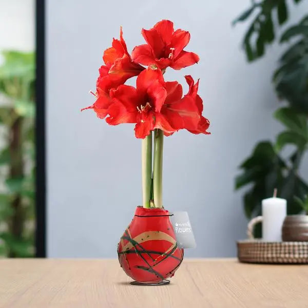 No Water Flowers® (wax amaryllis) | Waxz® Art Munch - Red + Red flower  BotanicBridge