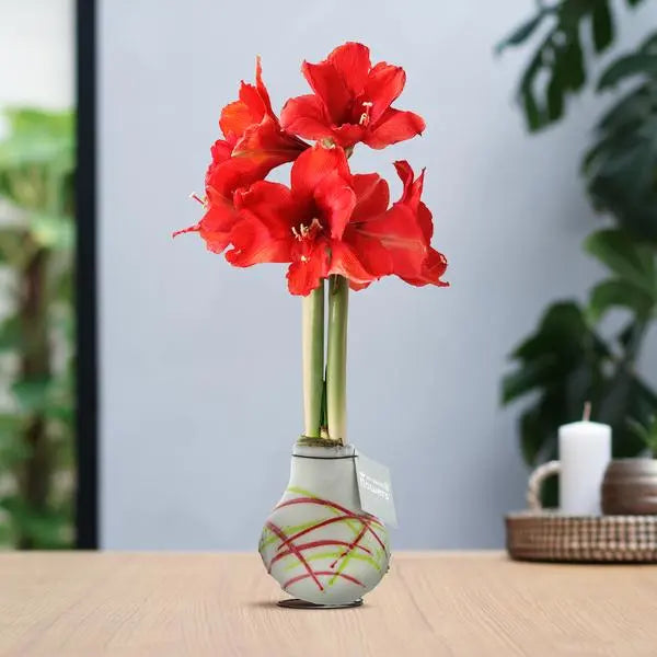 No Water Flowers® (wax amaryllis) | Waxz® Art Picasso - White + Red flower  BotanicBridge