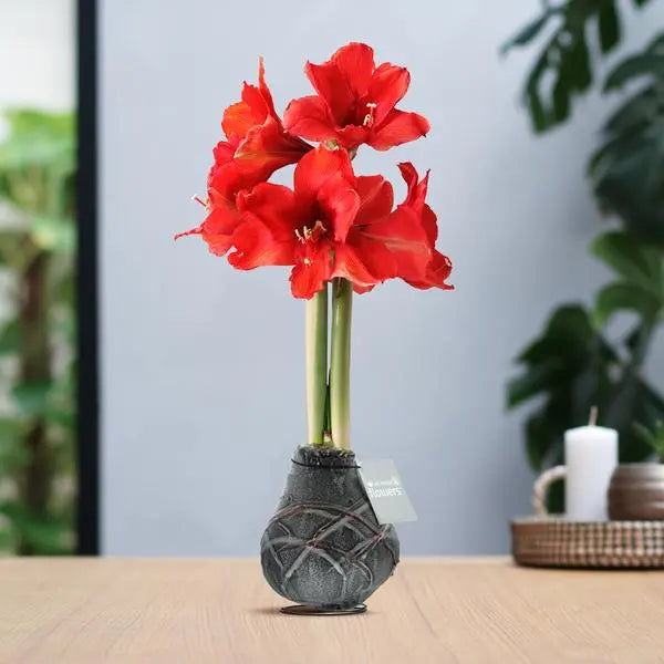 No Water Flowers® (wax amaryllis) | Waxz® Art van Gogh - Black + Red flower  BotanicBridge