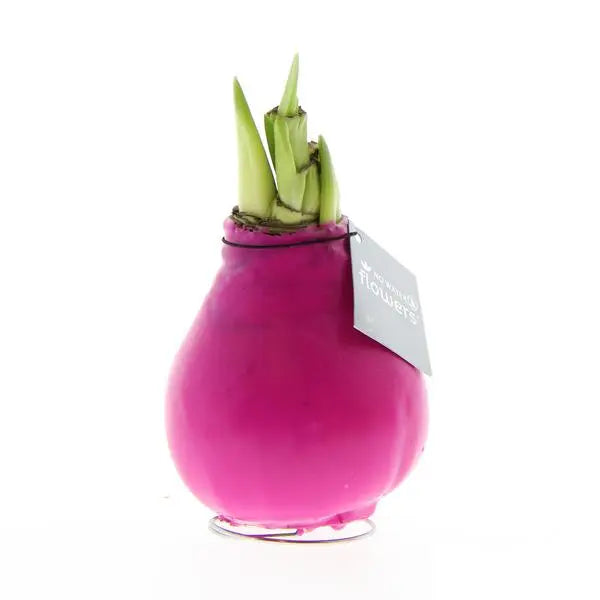 No Water Flowers® (wax amaryllis) | Waxz® Colours - Pink + Red flower  BotanicBridge