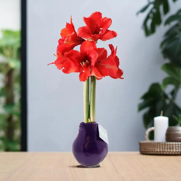 No Water Flowers® (wax amaryllis) | Waxz® Colours - Purple + Red flower  BotanicBridge