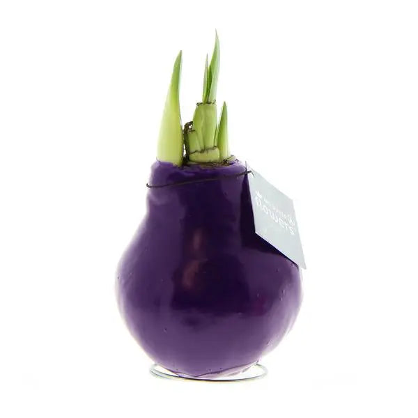 No Water Flowers® (wax amaryllis) | Waxz® Colours - Purple + Red flower  BotanicBridge