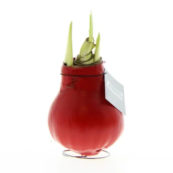 No Water Flowers® (wax amaryllis) | Waxz® Colours - Red + Red flower  BotanicBridge