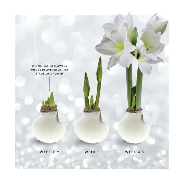 No Water Flowers® (wax amaryllis) | Waxz® Colours - White + White flower  BotanicBridge