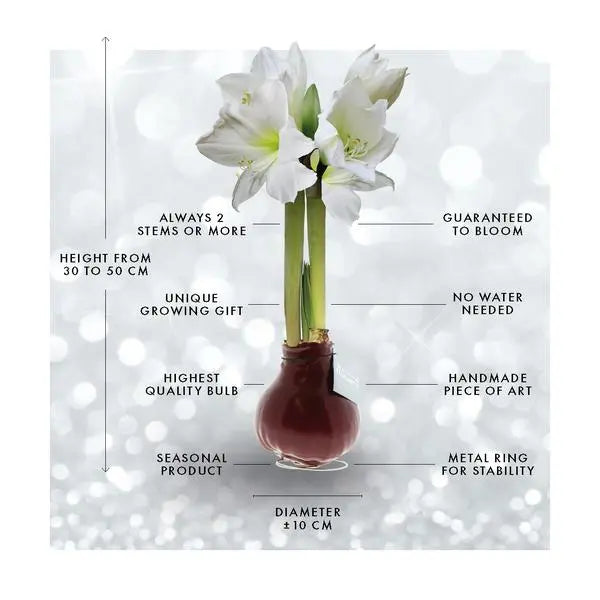 No Water Flowers® (wax amaryllis) | Waxz® Colours - White + White flower  BotanicBridge