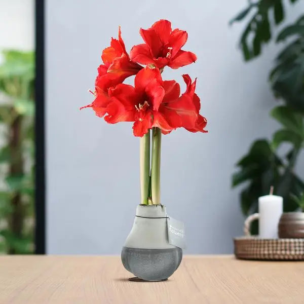 No Water Flowers® (wax amaryllis) | Waxz® Dipz - Grey + Red flower  BotanicBridge