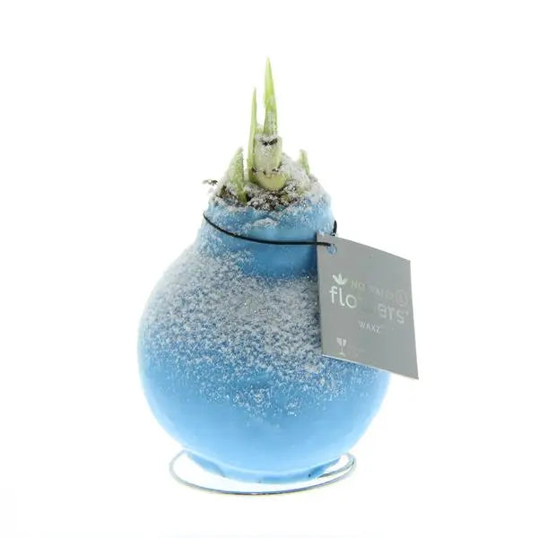 No Water Flowers® (wax amaryllis) | Waxz® Snow - Ice blue + Red flower  BotanicBridge