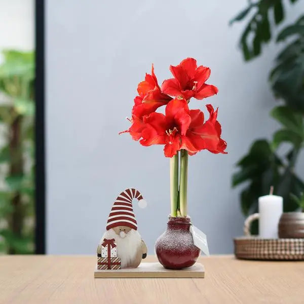 No Water Flowers® (wax amaryllis) | Winter Wonderland - Gnome bordeaux + Red flower  BotanicBridge