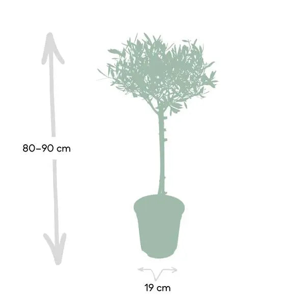 Olea - Ø19cm - ↕90cm  BotanicBridge