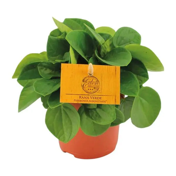 Peperomia Rana Verde - Ø11cm - ↕15cm  BotanicBridge