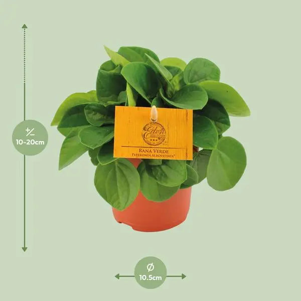 Peperomia Rana Verde - Ø11cm - ↕15cm  BotanicBridge