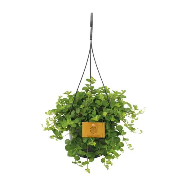 Peperomia Rotundifolia - Ø15cm - ↕25cm  BotanicBridge